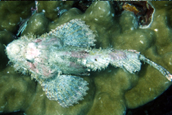 scorpion fish